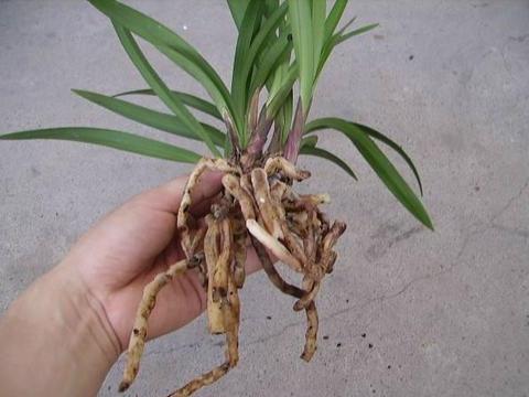 兰花,什么时候换土?