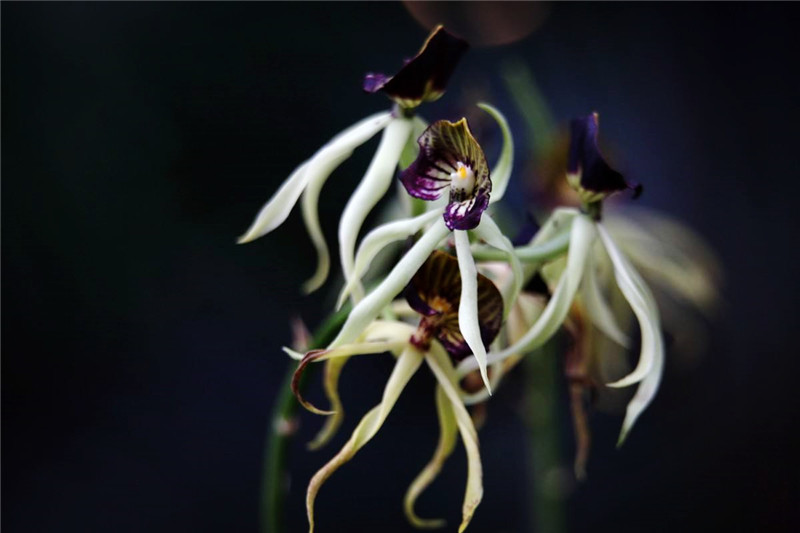 世界上最活泼的兰花花形像章鱼唇瓣像扇贝与海贼王有啥关系