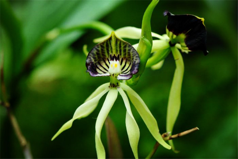 世界上最活泼的兰花花形像章鱼唇瓣像扇贝与海贼王有啥关系