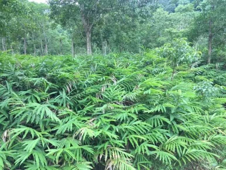 舌尖上的情怀!广东阳春邀八方宾客,品全国"四大南药"之春砂仁