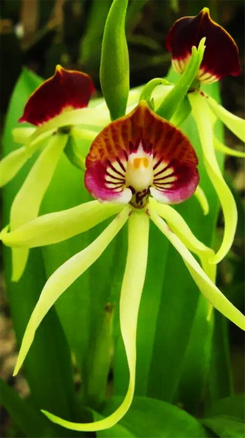 世界上最活泼的兰花花形像章鱼唇瓣像扇贝与海贼王有啥关系