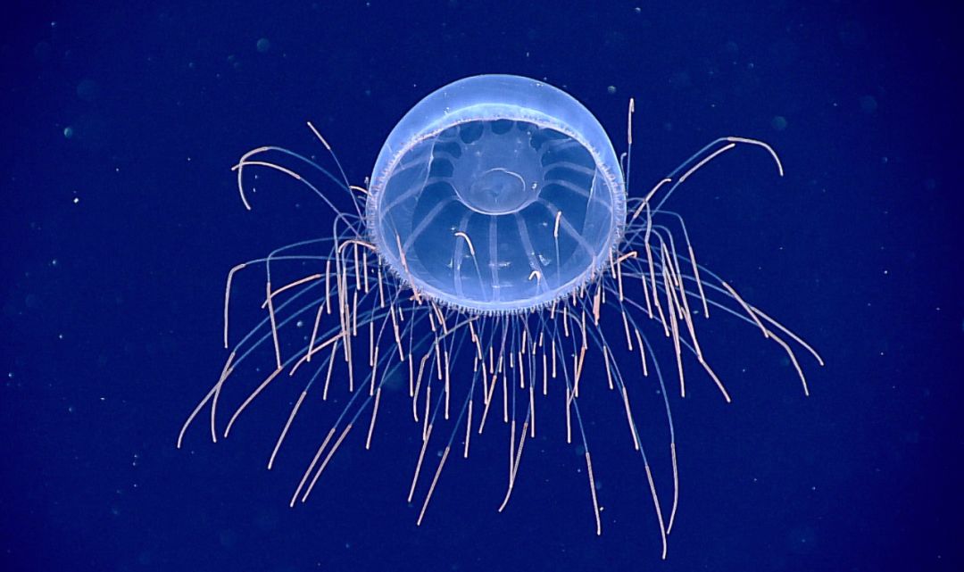 图片来源:维基百科这像烟花般炸开的水母从远处飘来的感觉让我以为