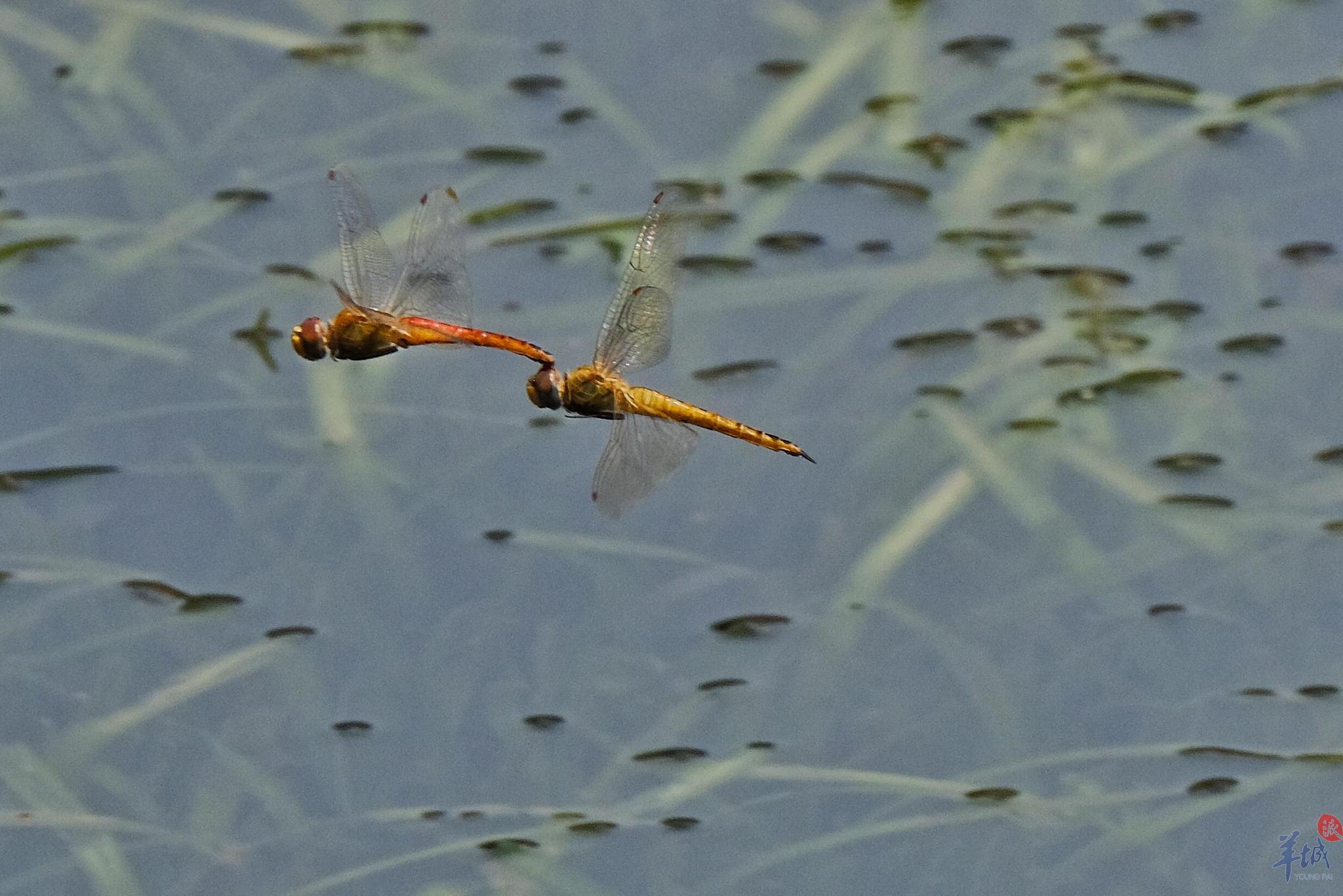 大风大雨过羊城,蜻蜓点水款款飞|羊城|水蜻蜓|流花湖公园_新浪新闻