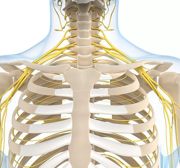 肩关节间隙减小—导致手臂发麻过度使用胸小肌颈椎间盘过早退化—可能