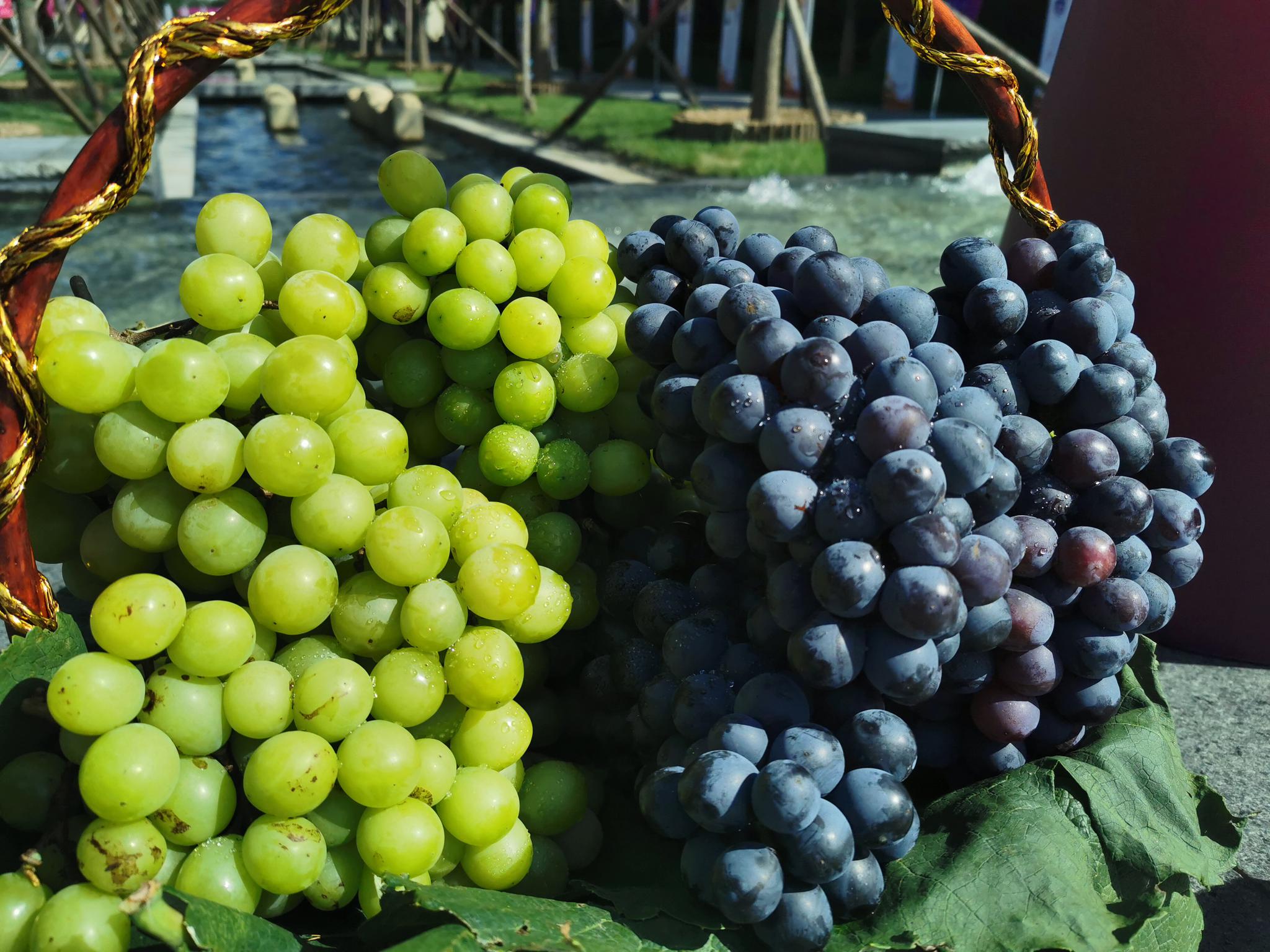 采育葡萄已经成熟.