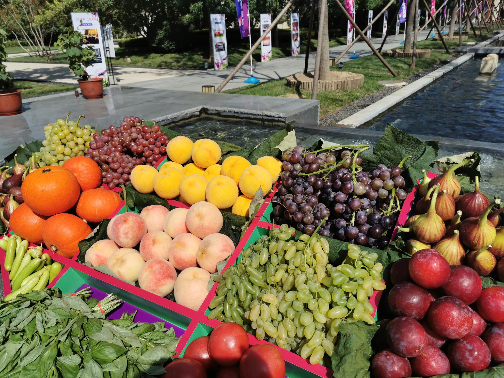 北京吐鲁番30余种葡萄成熟大兴采育推优惠采摘