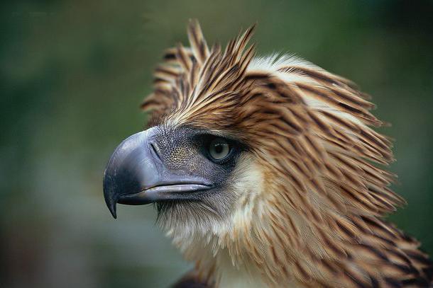 食猿雕,也称作菲律宾雕,世界上*凶猛的猛禽 吃猴子的方式太凶
