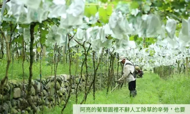 从日本葡萄栽培,反思我国葡萄产业发展困境