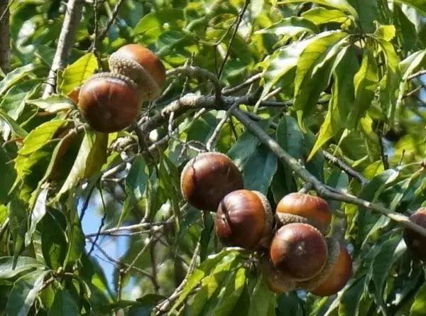 乡下,这种植物叫栎树,树上结的栎果,小孩当成"陀螺"玩|栎树|橡子|陀螺