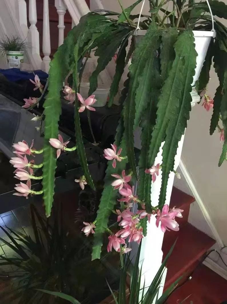 令箭荷花买回家养几年不开花想要养活都难是哪里做错了呢