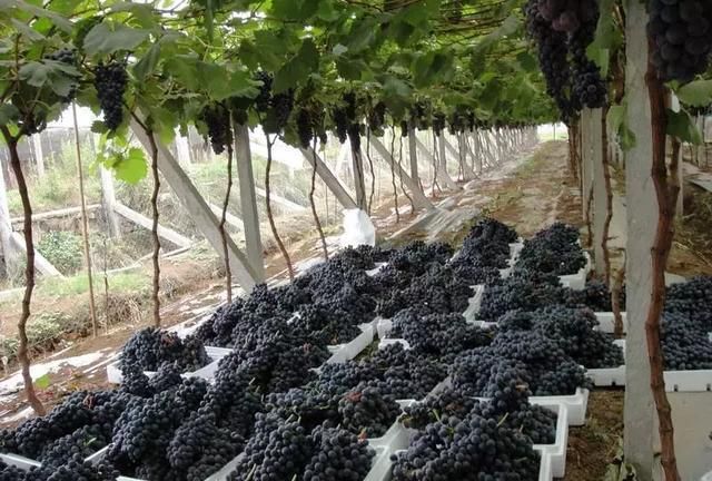 从日本葡萄栽培，反思我国葡萄产业发展困境