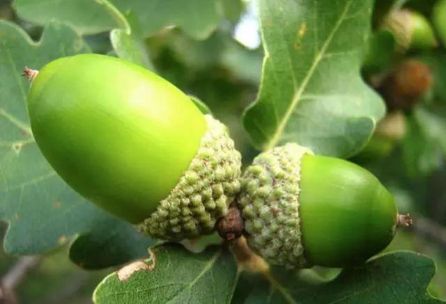 乡下,这种植物叫栎树,树上结的栎果,小孩当成"陀螺"玩|栎树|橡子|陀螺