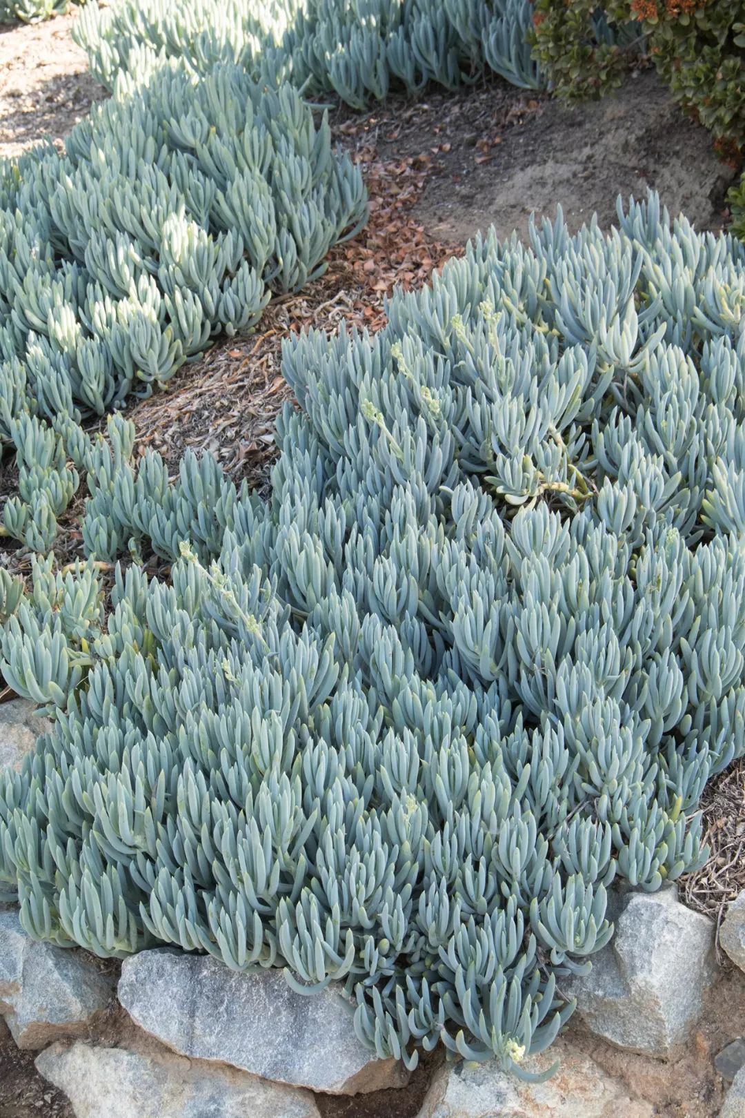 夏天想要养一个耐热的多肉植物选蓝松就不会错就开花就点难看