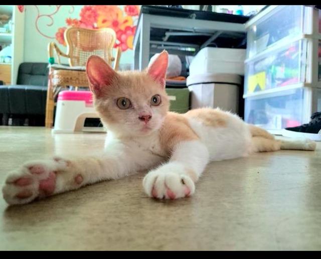 猫咪患金钱癣毛发完全脱落,小伙顶着35度的高温,骑单车去救它!
