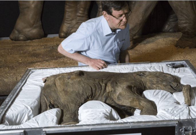 他是全球唯一一个吃下猛犸肉的男人,现如今拥有百万粉丝