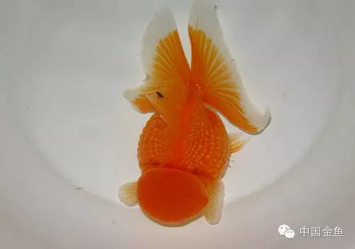 鱼鳍的作用分析（下）|臀鳍|金鱼|尾鳍_新浪新闻