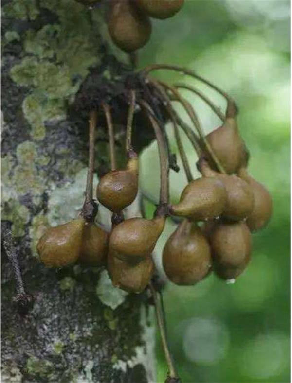 是花香味的水果,欧洲皇家求之不得,你见过吗|凤梨|香波|水果_新浪新闻