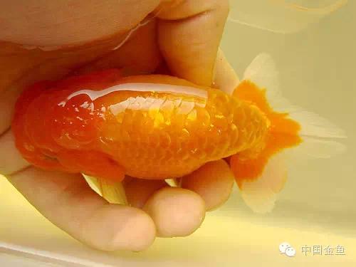 鱼鳍的作用分析（上）|金鱼|背鳍|鳍_新浪新闻