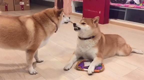 柴犬妹为引起哥哥注意,朝哥哥疯狂吐舌头挑衅,被咬后秒变老实