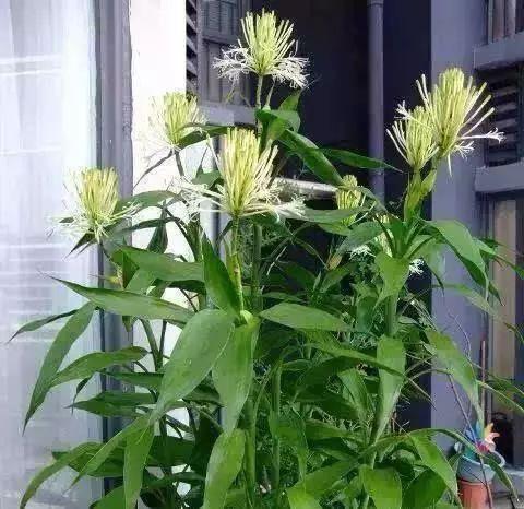 水培富贵竹,水里放一点"料",不黄叶不烂根,油绿茂盛能开花
