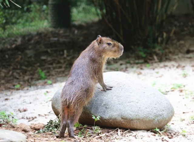 水豚宝宝身体粗笨,呈圆筒形,没有尾巴,前腿比后腿短,样子笨笨的,讨喜