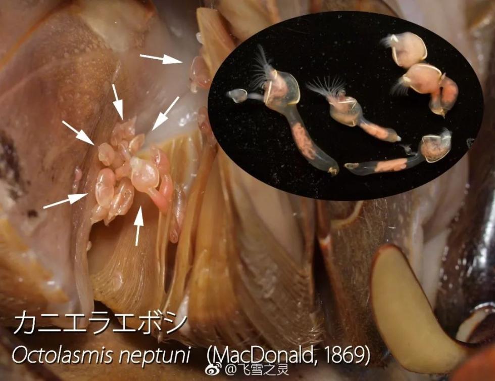 前段时间,有网友给萧内网报料说,他在小黄鱼身上也发现了寄生虫