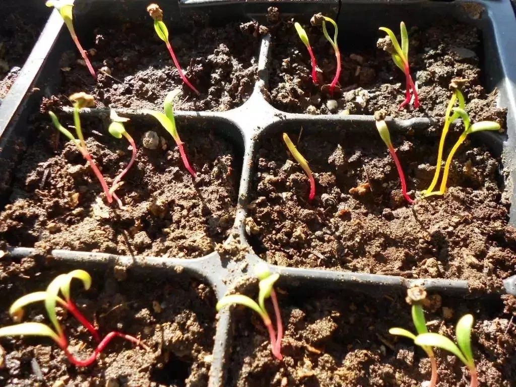 两块钱买的松叶牡丹种子五天种出小芽一个月长成开花盆栽