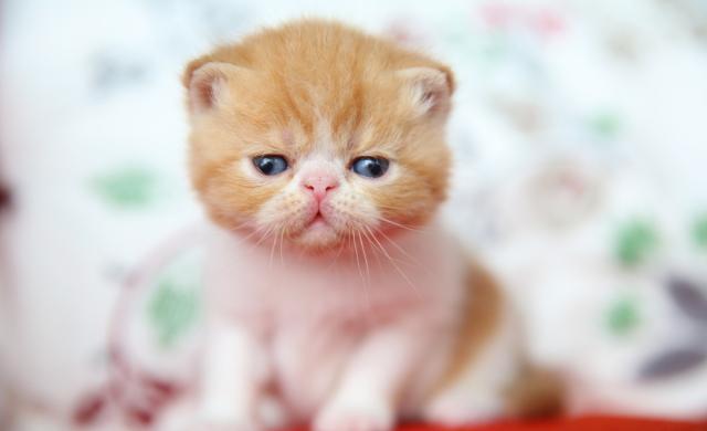让猫生一窝再绝育？别！我真的后悔让猫生小猫了