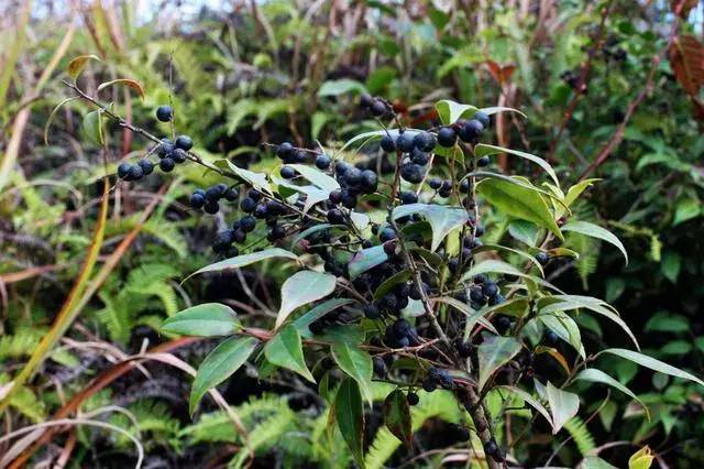 这野果叫乌饭子秋季成熟味甜是小时候很喜欢吃的野果子