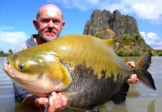 美国泛滥成灾的鲤鱼如今被卖到中国看完价格却让人沉默了