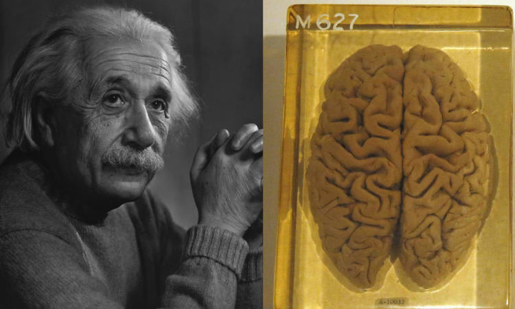 惊掉下巴的冷知识爱因斯坦的大脑被偷拿破仑的命根子被割