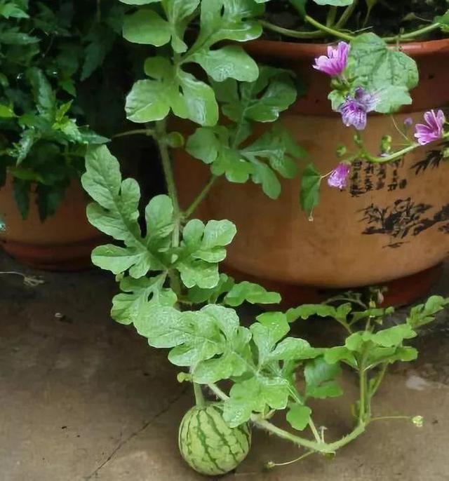 西瓜|盆栽|阳台_新浪新闻