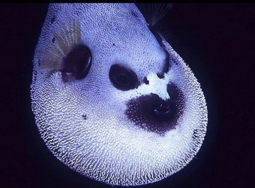 深海鱼:底下那么黑,我随便长长怎么了