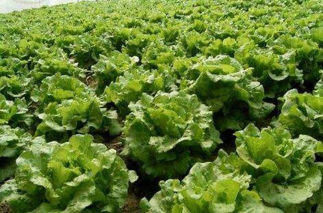 生菜叶子为什么黄了 新鲜生菜如何辨别品质