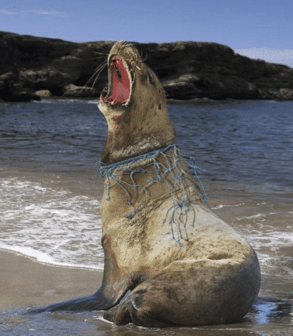 看看这7张照片,人类制造的垃圾到底是如何摧残这颗星球的?