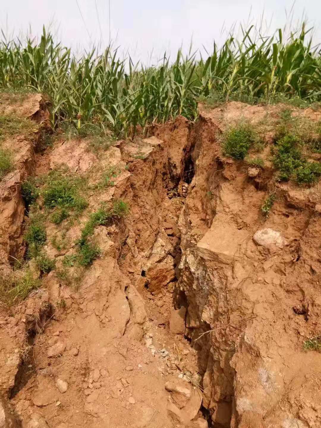 种有玉米的农田中,土地开裂严重且有沉降现象。受访者供图