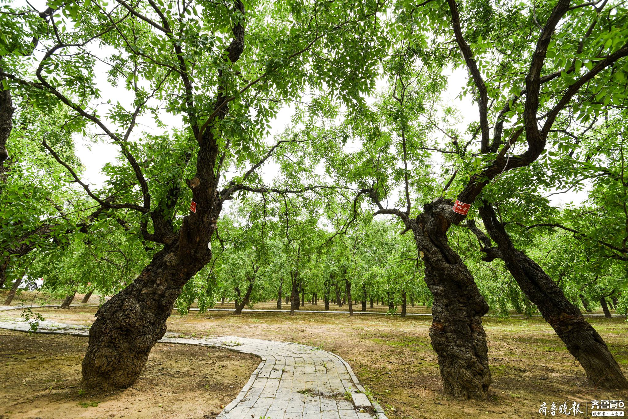 乐陵千年古枣树采摘权拍卖认筹开启