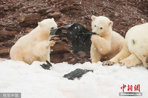 资料图：挪威斯瓦巴特群岛，北极熊正在玩弄塑料垃圾。岛上的塑料垃圾和塑料制品逐渐增多，多方面影响了当地的的生态环境和物种。 图片来源：视觉中国