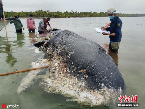 资料图：印尼Kapota岛海域发现一头9.5米长的抹香鲸尸体，据当地环境与林业部消息，这头抹香鲸的肚子中发现了大约5.9公斤的塑料垃圾。