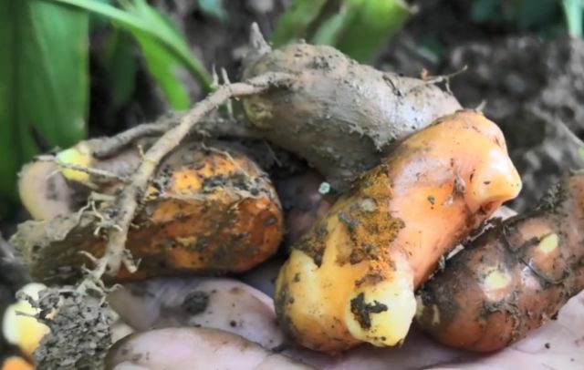 别小瞧这种火头根助消化堪比消食片还有强生健体的功效