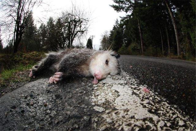 世界上最有母爱的动物:头像猪尾巴像老鼠,不管走到哪都背着孩子|负鼠