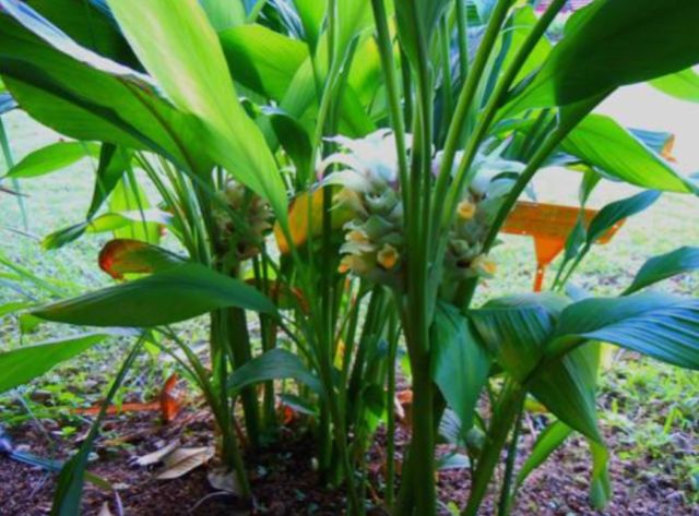 别小瞧这种火头根助消化堪比消食片还有强生健体的功效