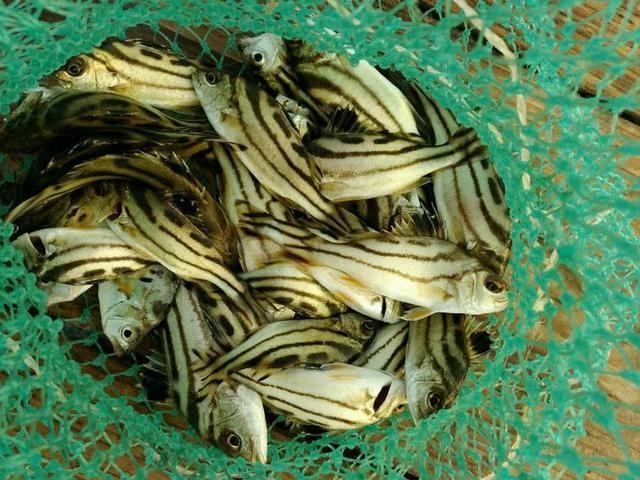 我们这儿叫它斑猪鱼风平浪静的时候最好钓我这渔获不错吧
