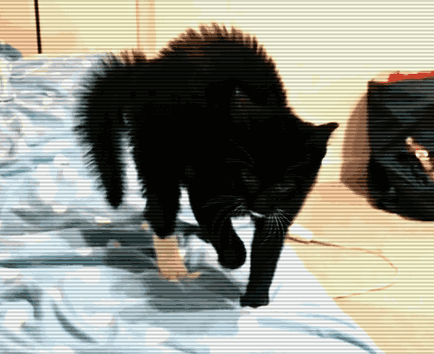 猫咪无缘无故炸毛是什么意思?