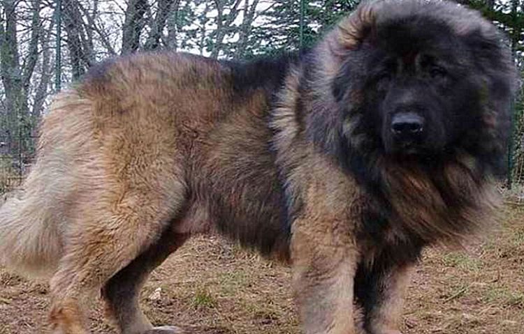 世界上最大的狗,被当做马来骑,俄罗斯用它来猎熊|高加索犬|狗狗