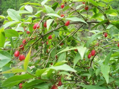 农村大山的"爱心果",果树天然抗病未打农药,据说有爱情的味道