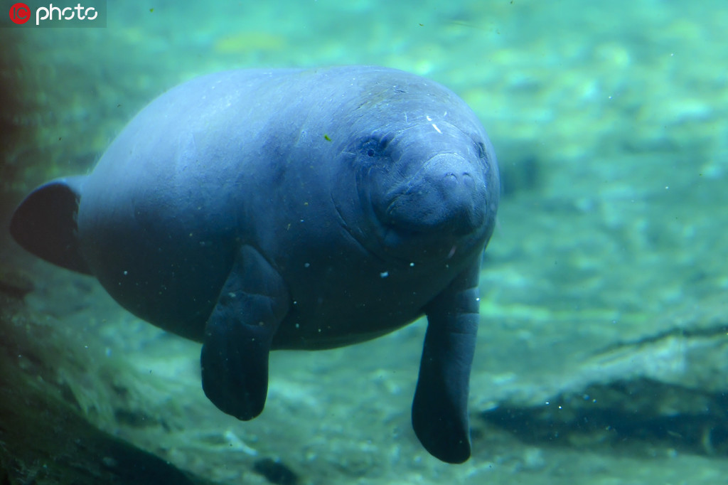 珠海长隆海洋王国再添一西非海牛