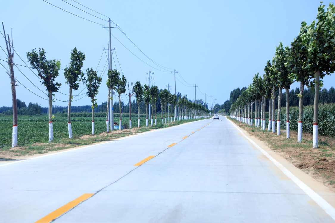 19日,行驶在汶上县次丘镇枣杭村,新修的水泥马路十分平坦,站在树荫下