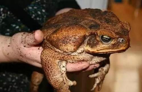 世界上最大的蟾蜍海蟾蜍