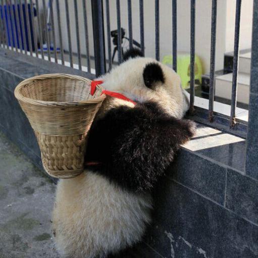 大熊猫宝宝戴草帽背竹篓,像极了《功夫熊猫》的主角阿宝